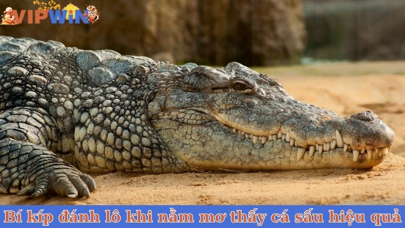 Bí kíp đánh lô khi nằm mơ thấy cá sấu hiệu quả